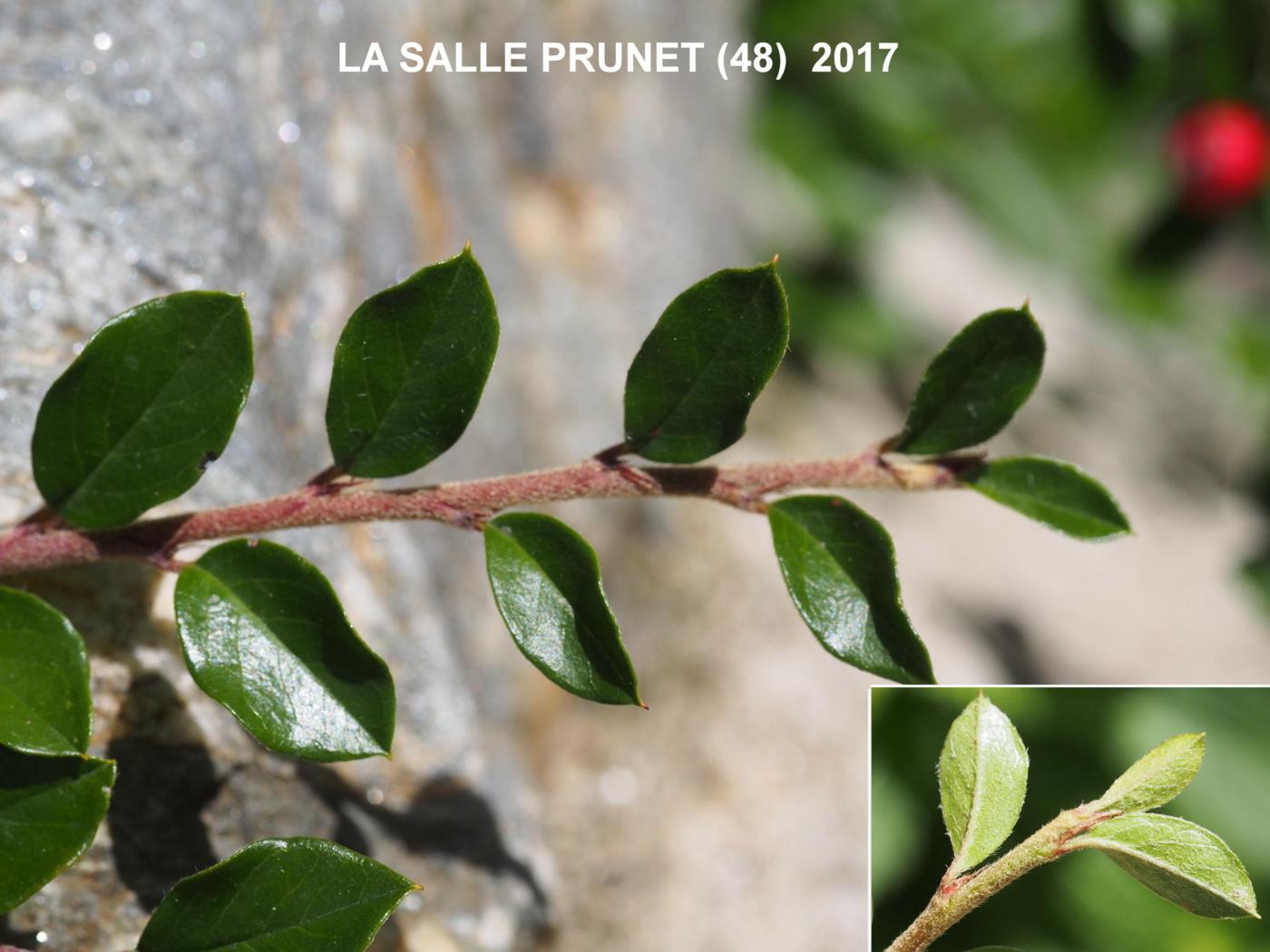 Cotoneaster, Rockspray leaf